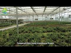Our Tempered Glass Venlo Greenhouse Project