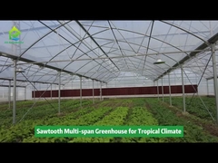 Durable Aluminum Alloy Skeleton Tropical Poly Tunnel Film Sawtooth Greenhouse