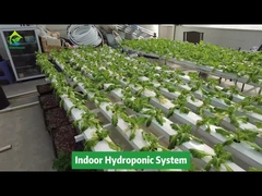 Vertical Farming Soilless Cultivation Hydroponic NFT Square Pipe System
