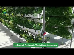 Vertical Hydroponic Growing Irrigation Equipment in Venlo Greenhouse
