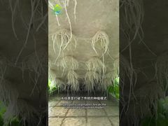 DWC soilless cultivation system