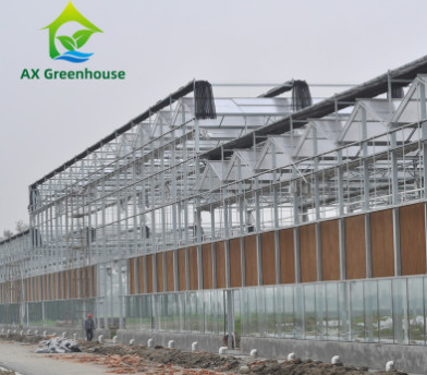 Commercial Tempered Glass Venlo Type Greenhouse Multispan For Agricultural