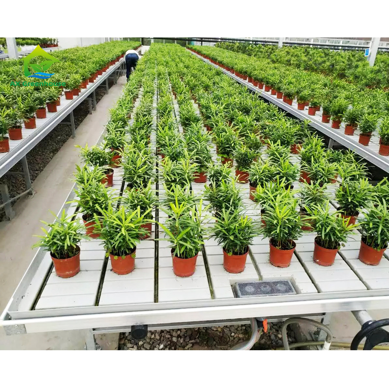 Soilless Culture Greenhouse Indoor Custom Ebb Grow Table Rolling Bench For Seed
