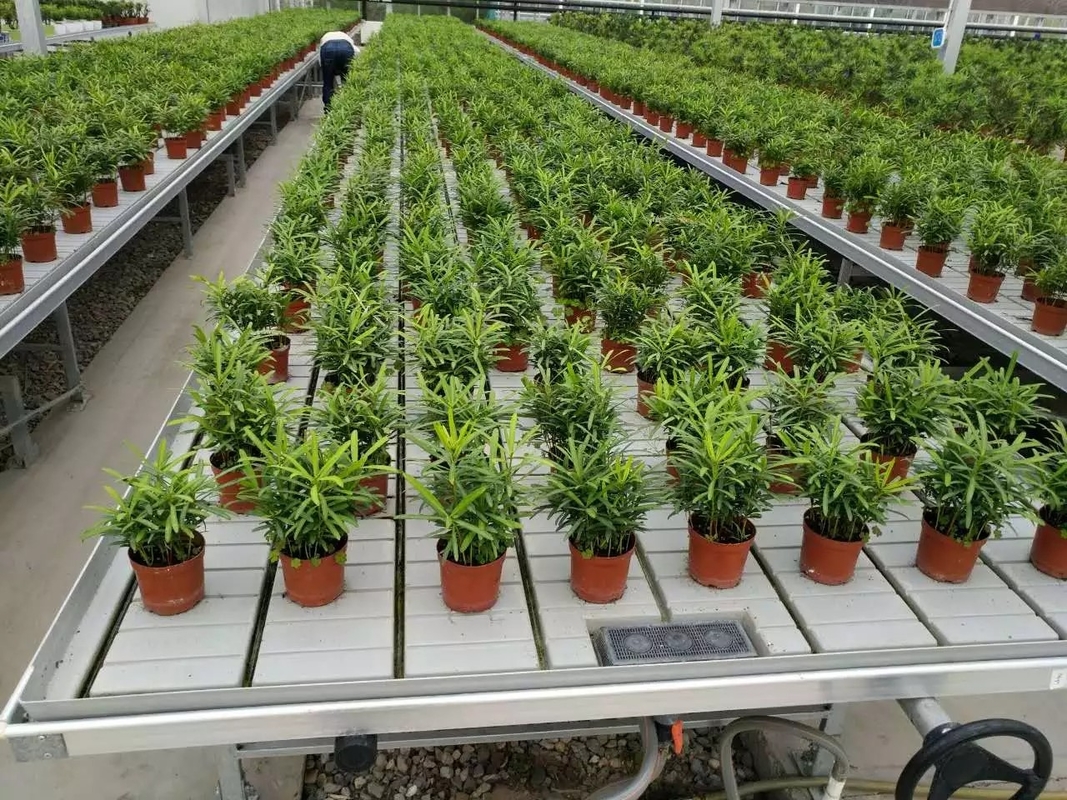 Ebb Flow Hydroponic Mobile Hydroponic Soilless Culture Grow Tables Rolling Bench For Seedling