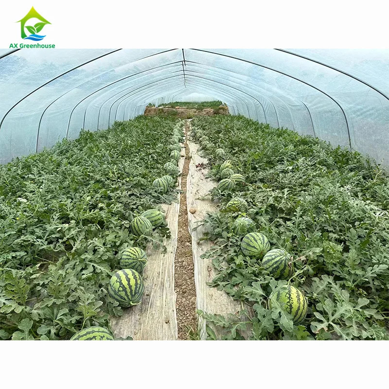 High Strength Easy Installation Poly Tunnel Greenhouse Insect Prevention Increase Production