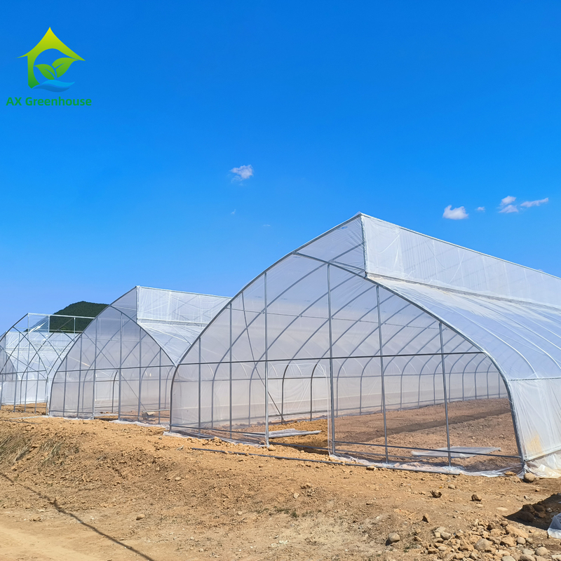 Single-Span Sawtooth Design Tropical Plastic Film Greenhouse Tunnel Customized for Vegetable Growing
