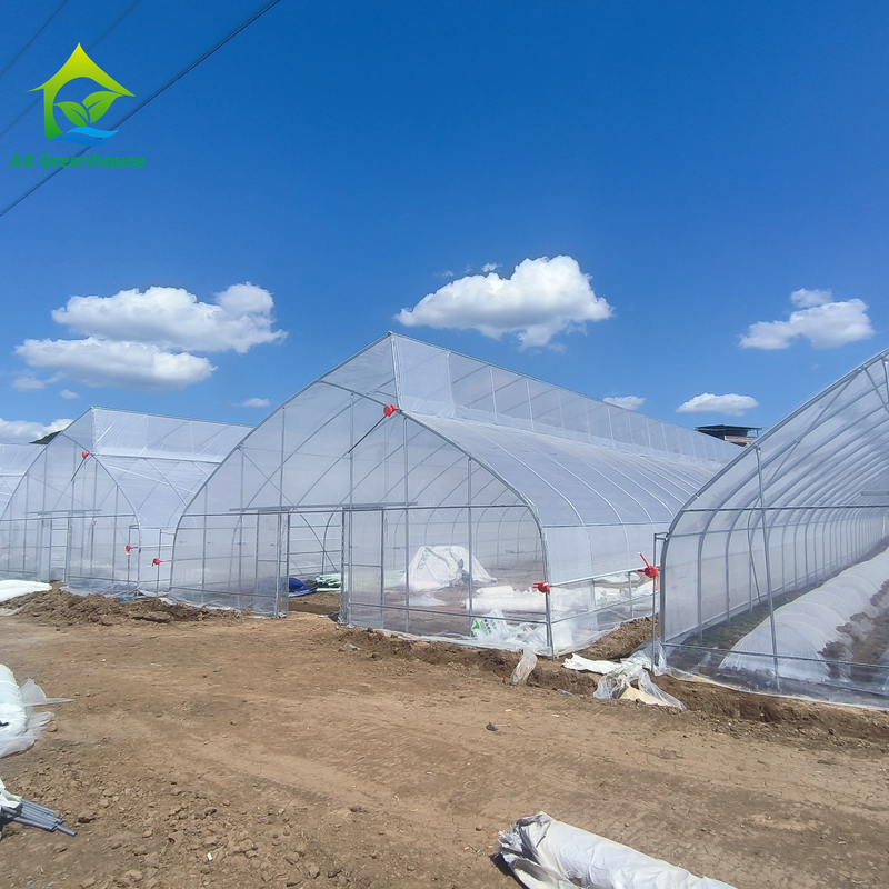 Single-Span Sawtooth Design Tropical Plastic Film Greenhouse Tunnel Customized for Vegetable Growing
