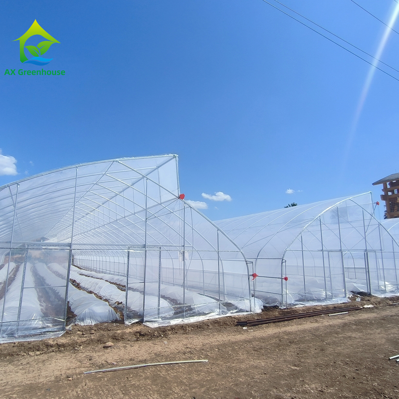 Single-Span Sawtooth Design Tropical Plastic Film Greenhouse Tunnel Customized for Vegetable Growing