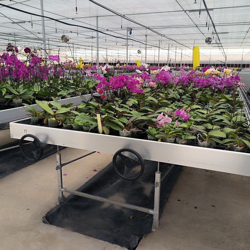 Ebb And Flood Hydroponic Movable Table Rolling Bench For Growing Plants In Greenhouse