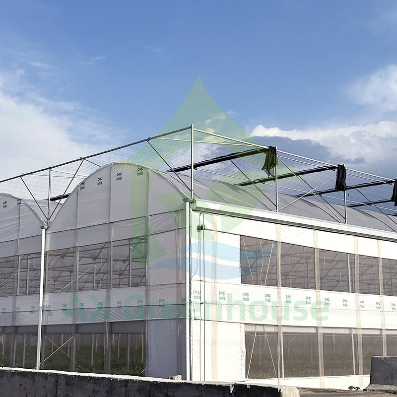 Plastic PE Film Multi Span Tomato Poly Tunnel Greenhouse For Fruits Vegetables With Shade Net