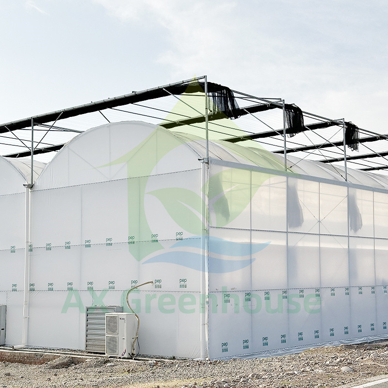 Plastic PE Film Multi Span Tomato Poly Tunnel Greenhouse For Fruits Vegetables With Shade Net