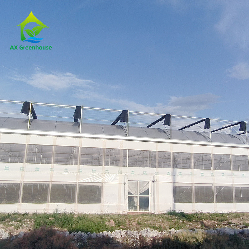 Multi Span Tropical Metal Frame Structure Tomato Poly Tunnel Greenhouse For Fruits Vegetables