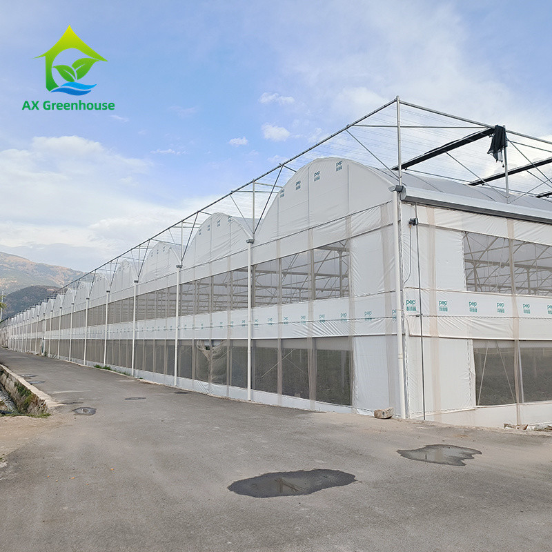Multi Span Tropical Metal Frame Structure Tomato Poly Tunnel Greenhouse For Fruits Vegetables