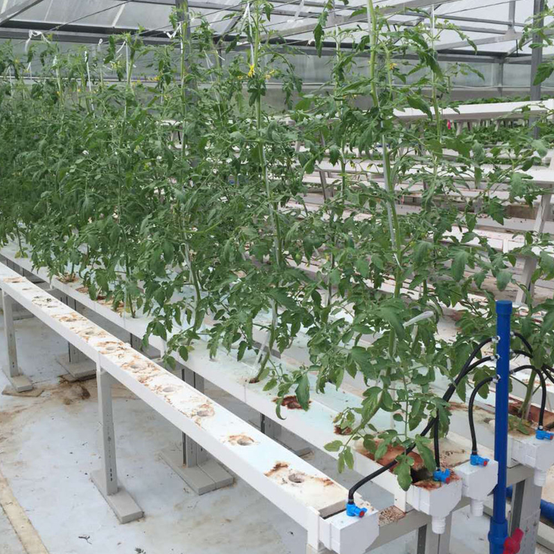 Horticulture Circular Tube Soilless Culture Hydroponic NFT Channel Grow Systems For Grow
