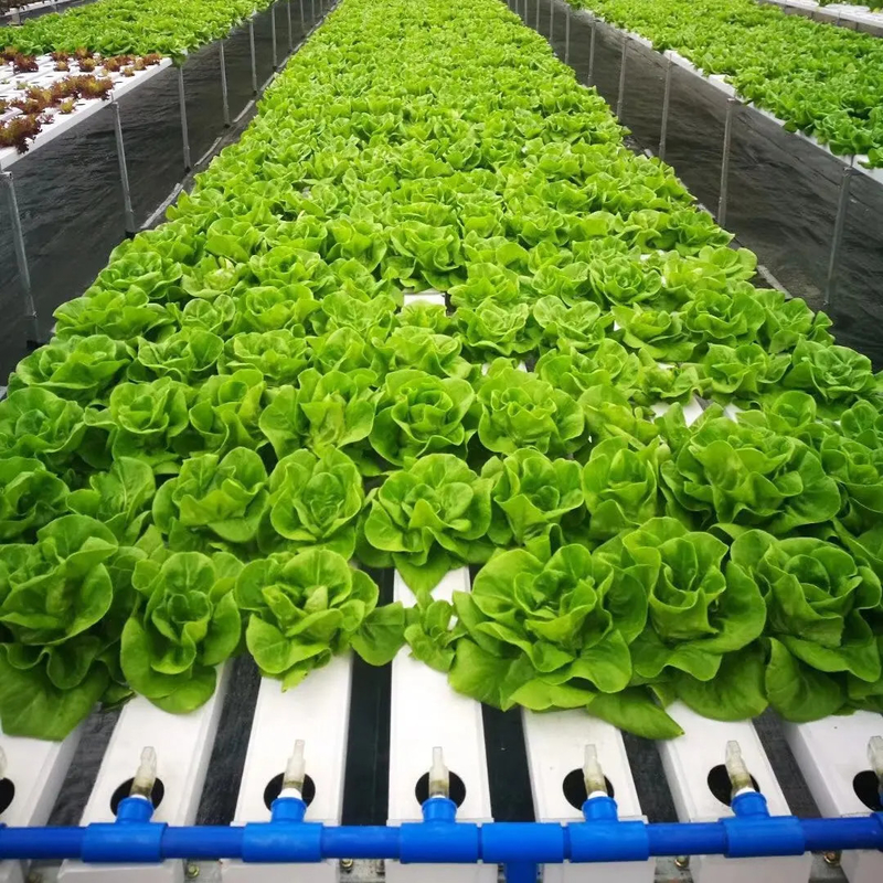 Soilless Indoor Farming Strawberry Growing PVC Tube For Hydroponics NFT System For Sale