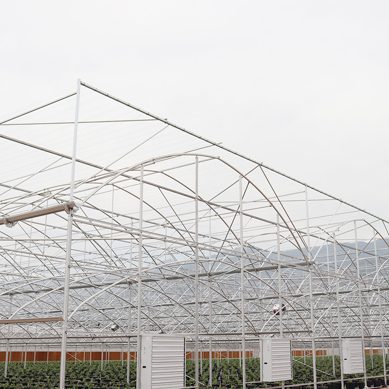 Hot Galvanized Steel Structure Multi-Span Plastic Film Custom Greenhouse with Tropical Top Ventilation Sawtooth Design