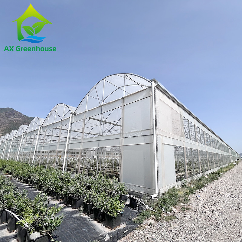 Hot Galvanized Steel Structure Multi-Span Plastic Film Custom Greenhouse with Tropical Top Ventilation Sawtooth Design