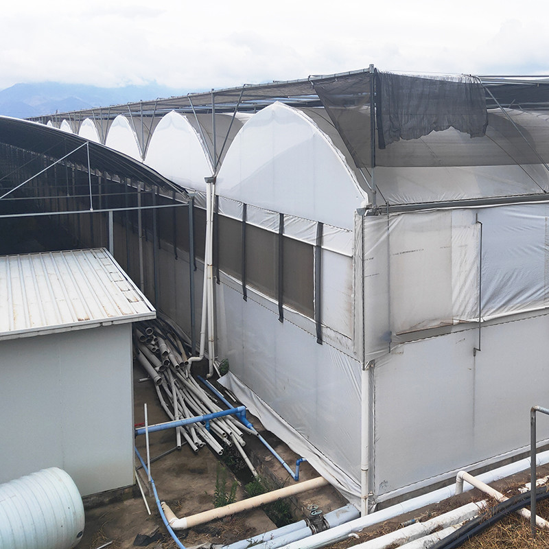 Hot Galvanized Steel Pipe Nursery Multi-span Panda Film Blackout System Mushroom Tropical Greenhouse
