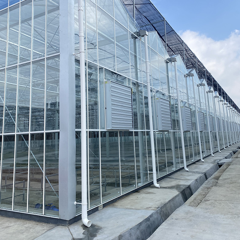 Hot Dipped Galvanized Steel Structure and Reinforced Glass Cover for Optimal Ventilation in Agricultural Glass Greenhouse