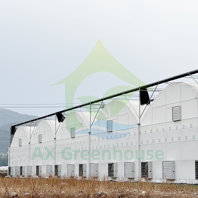 Hot Sale Customized Poly Tunnel Multi-span UV Resistant Film Greenhouses for Tomato