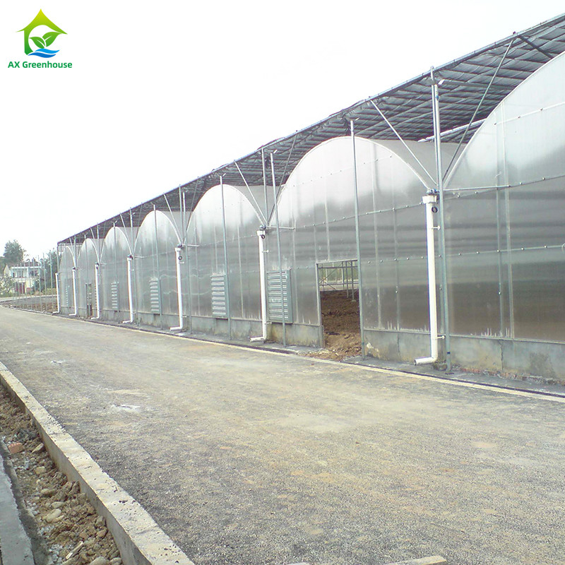 Steel Tructure UV Resistant Film Poly Tunnel Multi-span Vegetable Greenhouse for Tomatoes