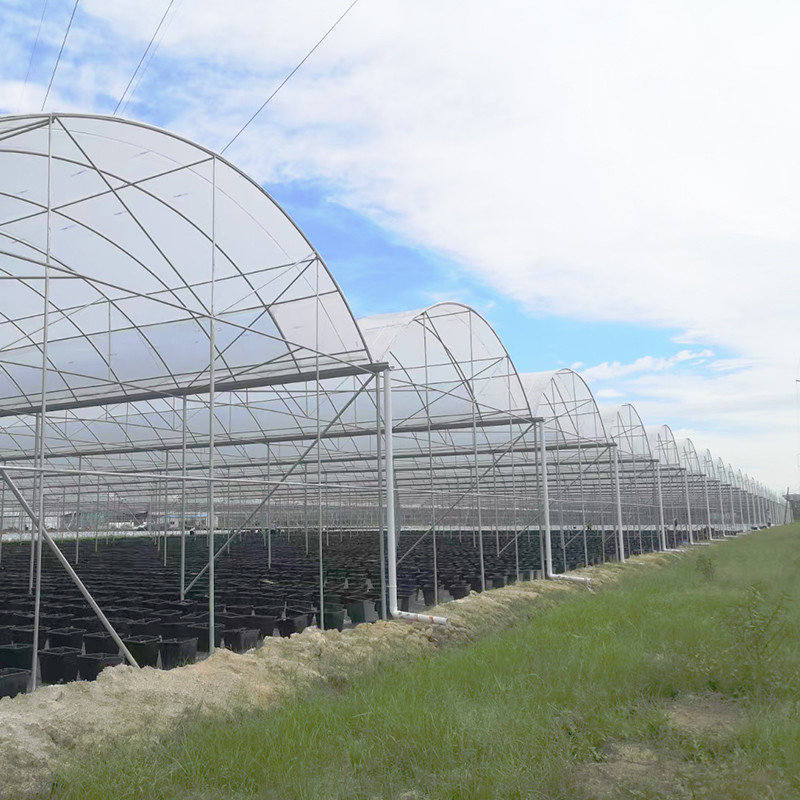 UV Resistant 30x10m Plastic Film Greenhouse for Tomato and Vegetable with Film Cover