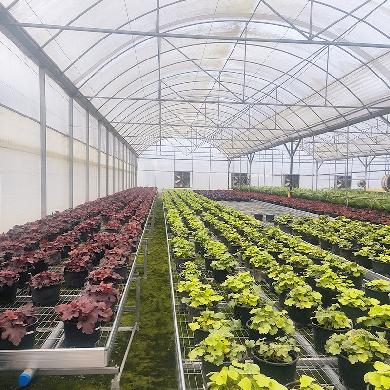 Hot Sale Customized Poly Tunnel Multi-span UV Resistant Film Greenhouses for Tomato