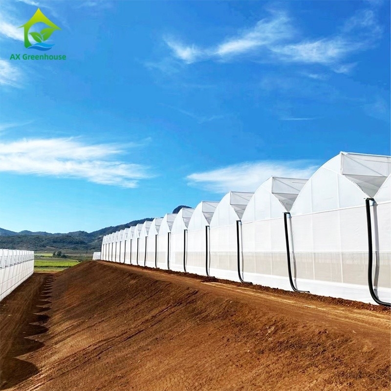 Plastic UV Film Poly Tunnel Agricultural Sawtooth Multi-span Custom Greenhouse for Sale