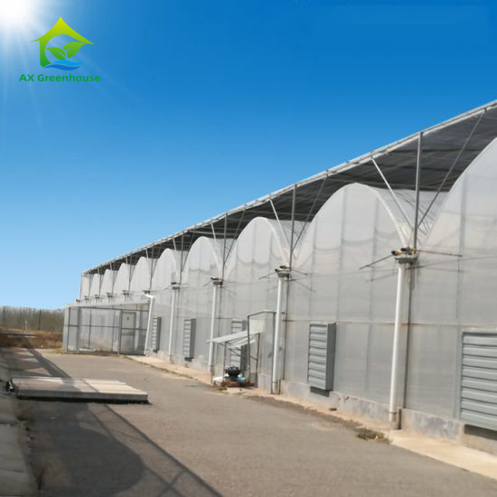 Stable Structure Wind Resistant Multi-span Large Tunnel Poly Film Hydroponic Greenhouse for Irrigation