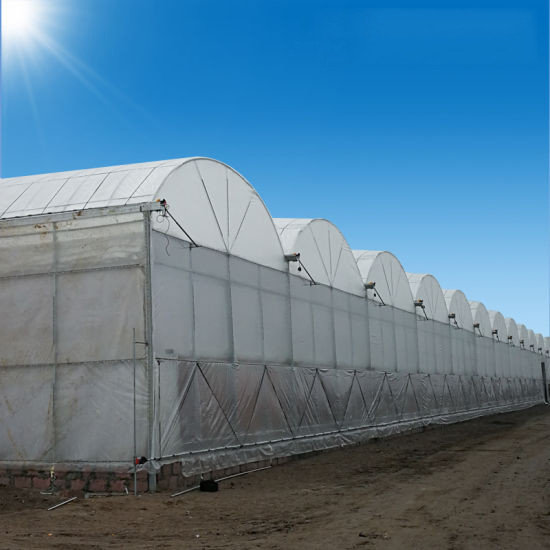 Stable Structure Wind Resistant Multi-span Large Tunnel Poly Film Hydroponic Greenhouse for Irrigation