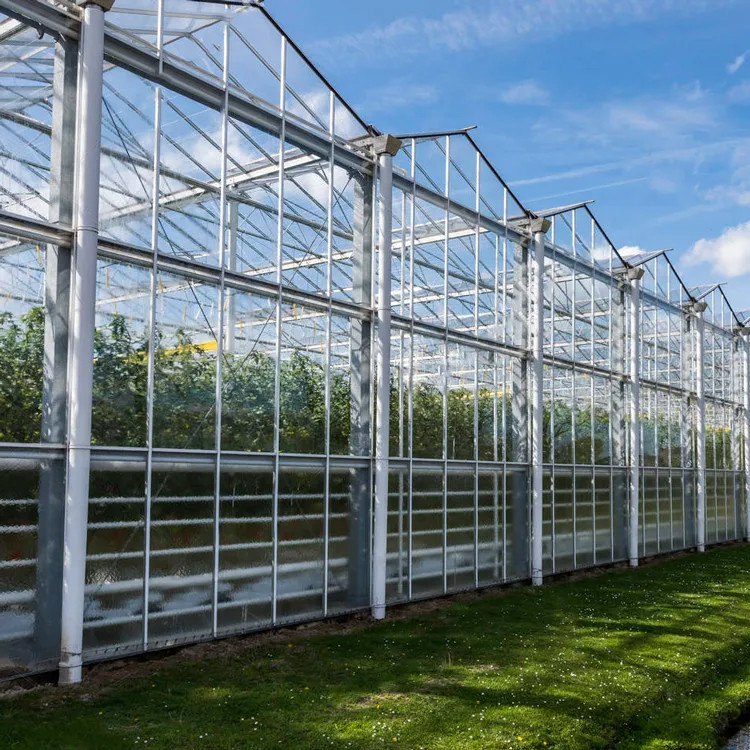 Hot Dipped Galvanized Steel Structure and Reinforced Glass Cover for Optimal Ventilation in Agricultural Glass Greenhouse