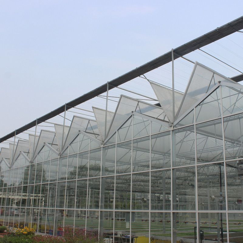 Hot Dipped Galvanized Steel Multi-Span Venlo Tempered Glass Tomato Greenhouse for Optimal Growing Condition