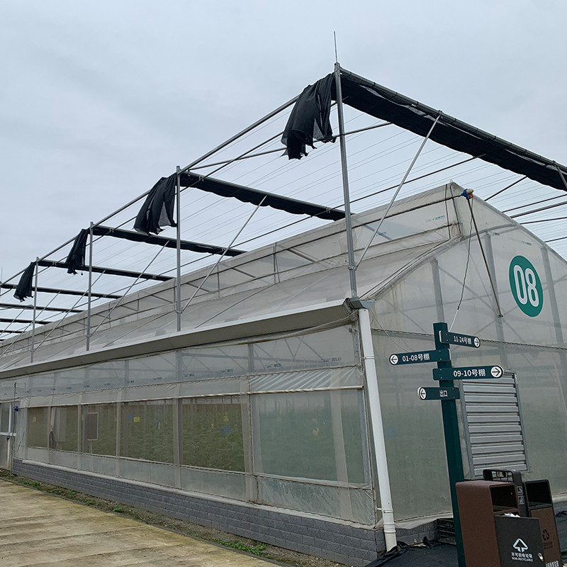 Multi-Span Poly Tunnel Greenhouse with Sawtooth Roof for Natural Ventilation and Light Diffusion