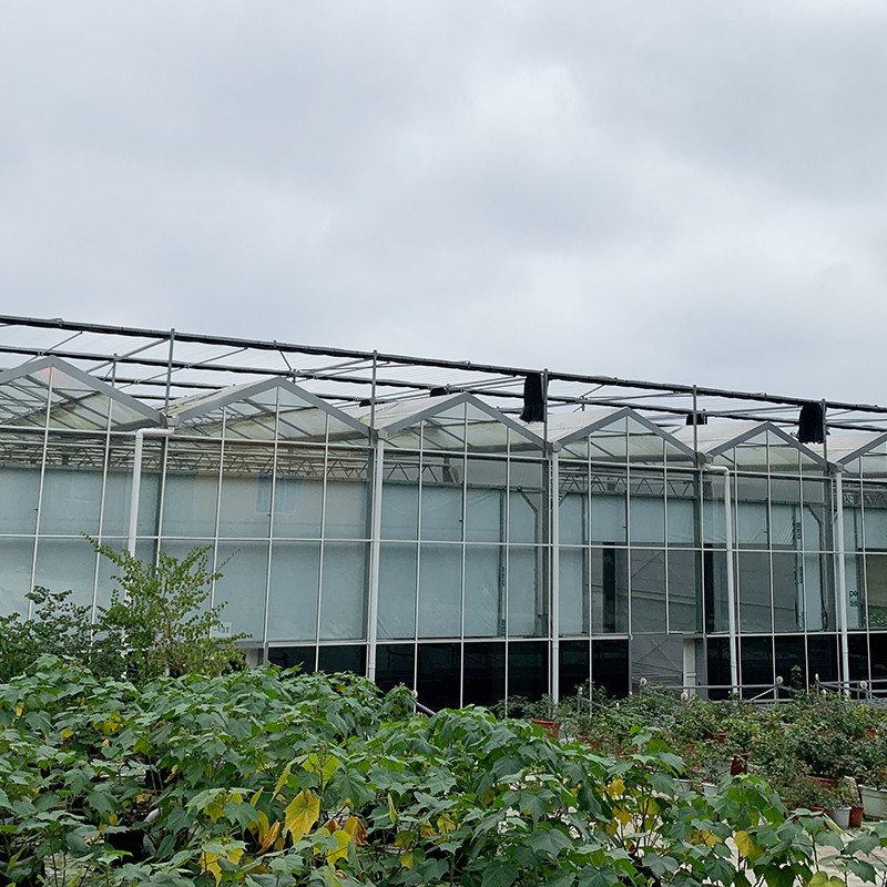 Hot Dipped Galvanized Steel Structure Automatic Ventilation Agricultural Glass Venlo Multi-span Tomato Seedling Greenhouse