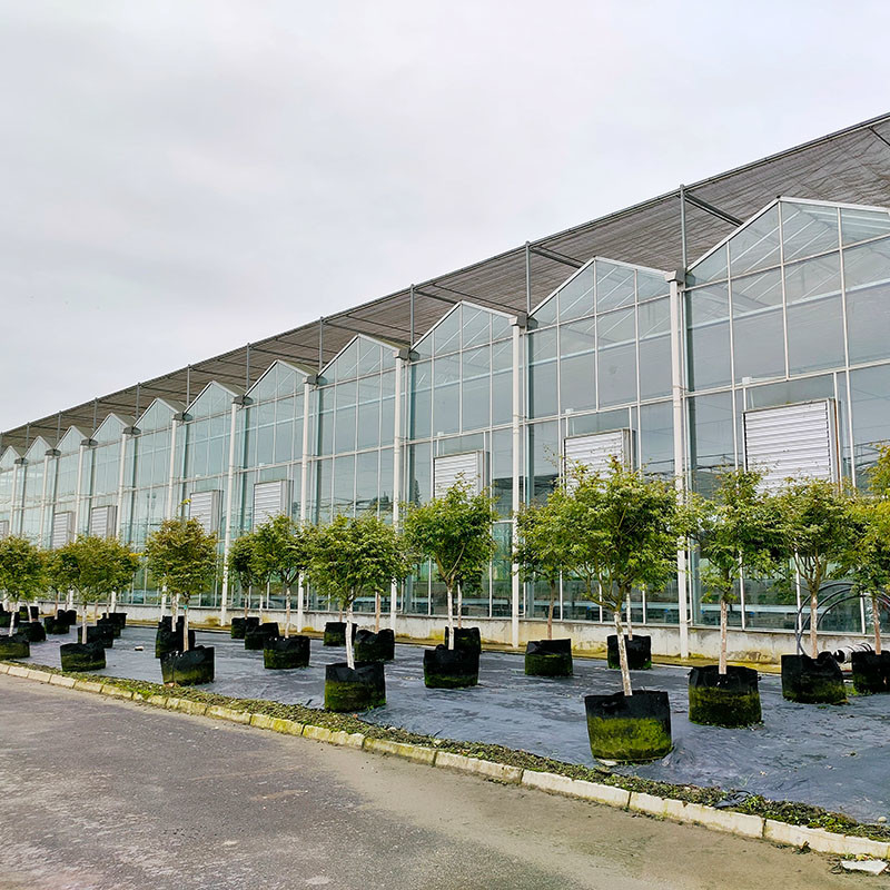 Hot Dipped Galvanized Steel Structure Automatic Ventilation Agricultural Glass Venlo Multi-span Tomato Seedling Greenhouse