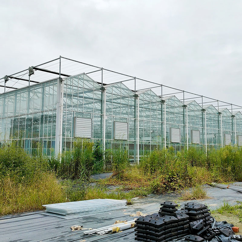 Hot Dipped Galvanized Steel Structure Automatic Ventilation Agricultural Glass Venlo Multi-span Tomato Seedling Greenhouse