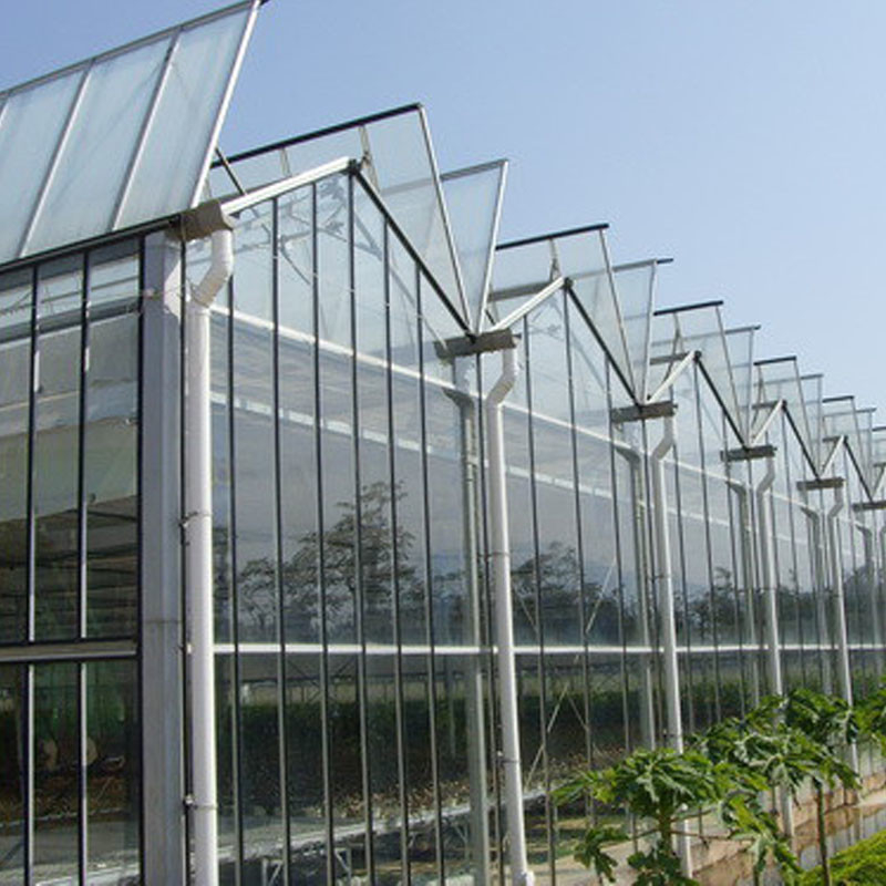 Automatic Ventilation Agricultural Glass Venlo Large Tunnel Tomato Greenhouses with Cooling System Pad and Fan System