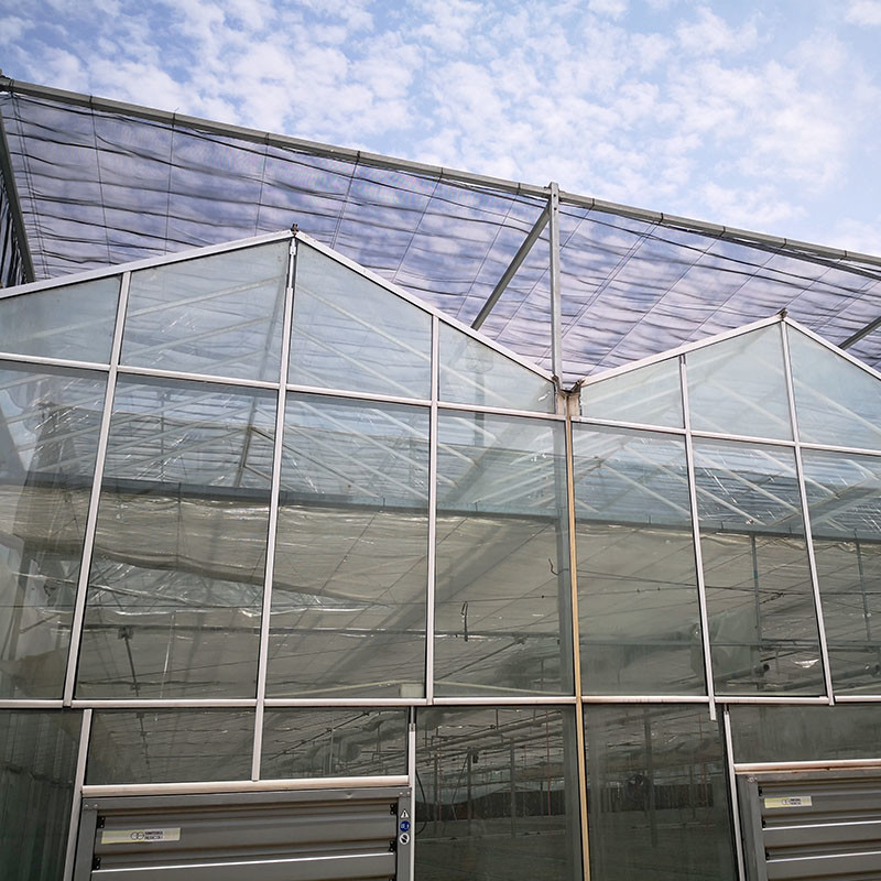 Automatic Ventilation Agricultural Glass Venlo Large Tunnel Tomato Greenhouses with Cooling System Pad and Fan System