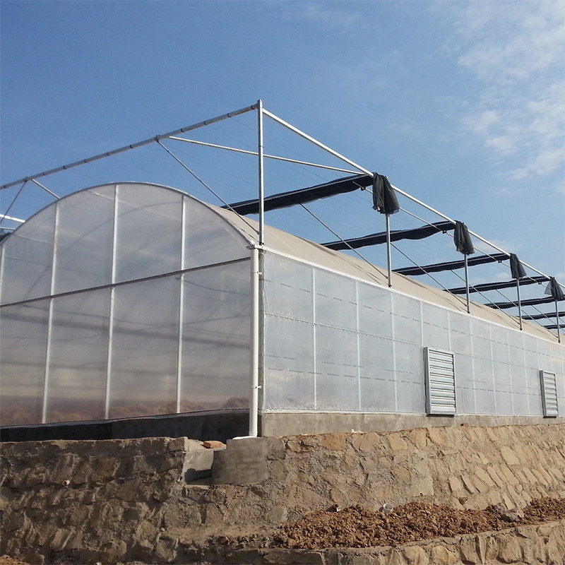 Reliable Poly Tunnel Greenhouse Anti Rust Steel Frame Long Lasting Film for Tomato