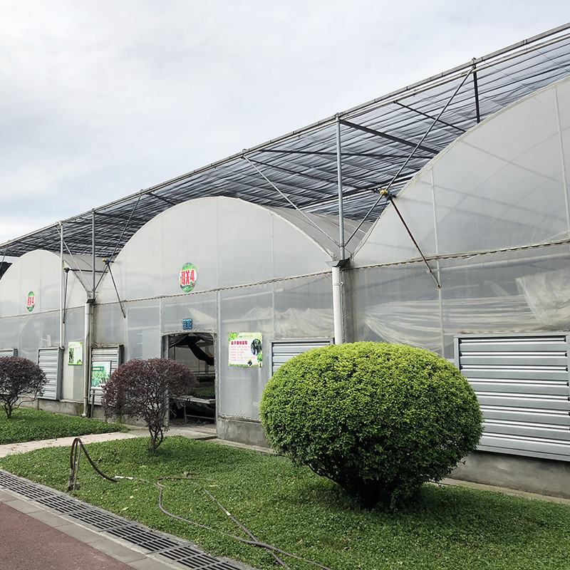 Steel Tructure Large Tunnel Custom Multi-span Plastic Blueberry Growing Greenhouses for Stable Structure
