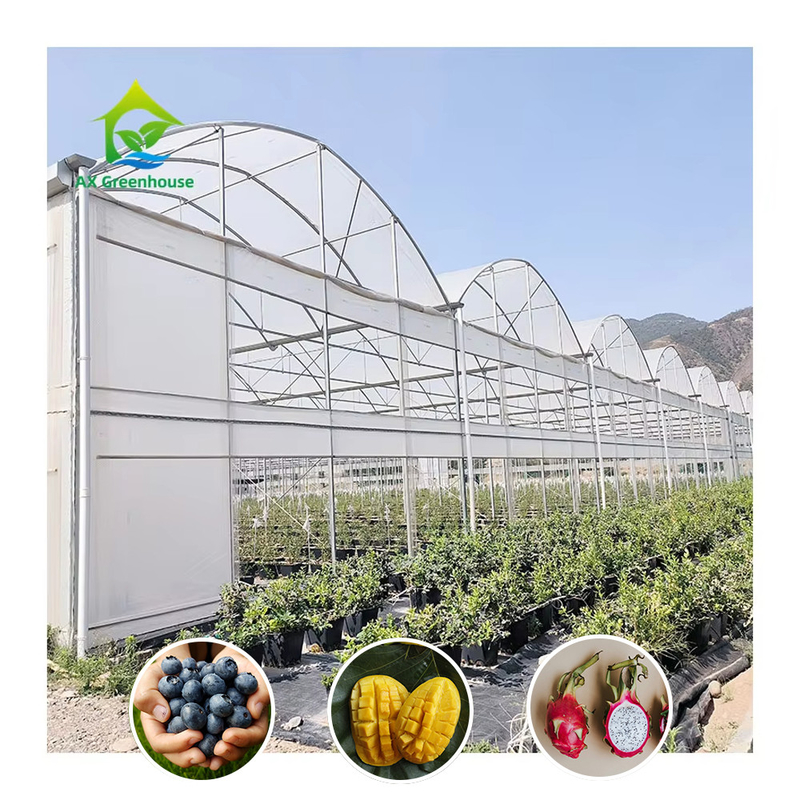 Steel Tructure Large Tunnel Custom Multi-span Plastic Blueberry Growing Greenhouses for Stable Structure