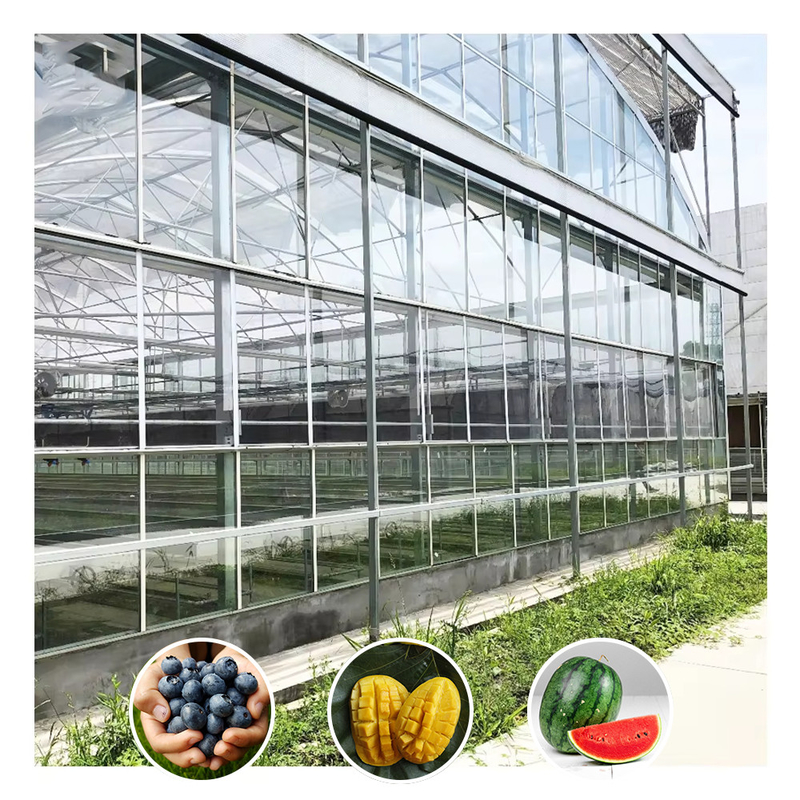 Venlo Type Galvanized Large Tunnel Agricultural Glass Greenhouse For Flowers