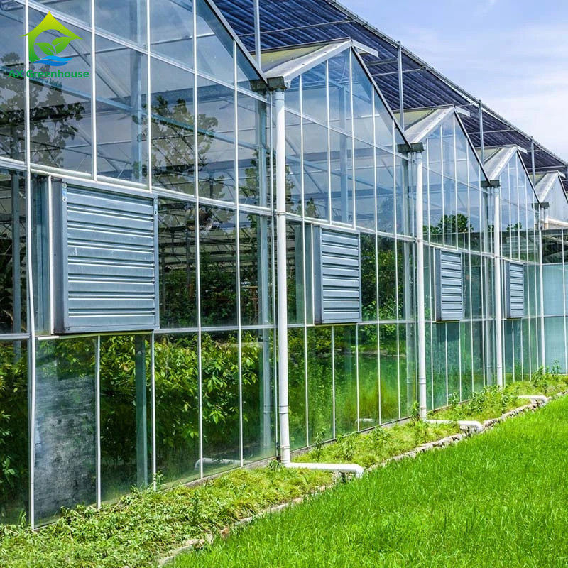 Agricultural Venlo Type Glass Greenhouse Dutch Engineering Galvanized Frame for Hydroponic