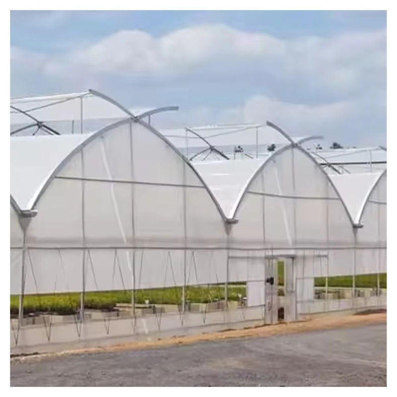Durable Custom Size Poly Tunnel Multi-span Film Agricultural Greenhouse for Flower