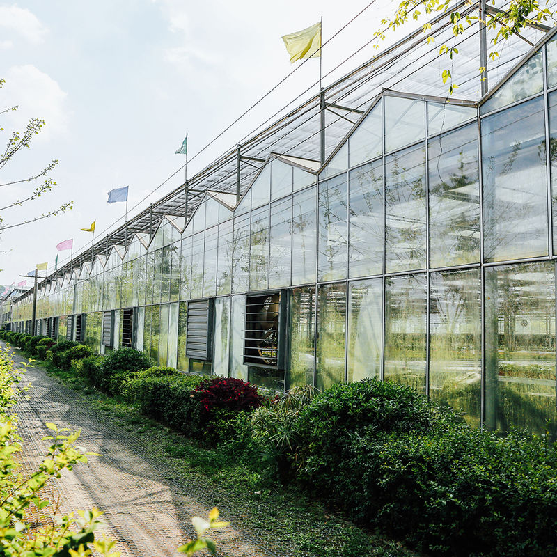 Agricultural Venlo Type Glass Greenhouse Dutch Engineering Galvanized Frame for Hydroponic