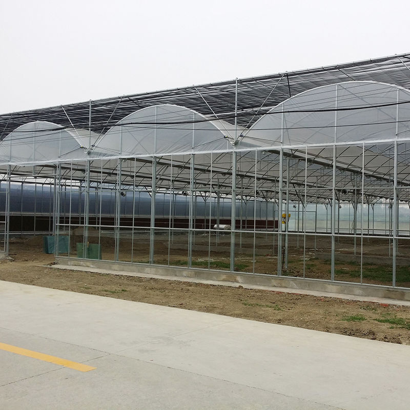 Horticultural Plastic Film UV Resistant Large Poly Tunnel Multi-span Greenhouse for Vegetable