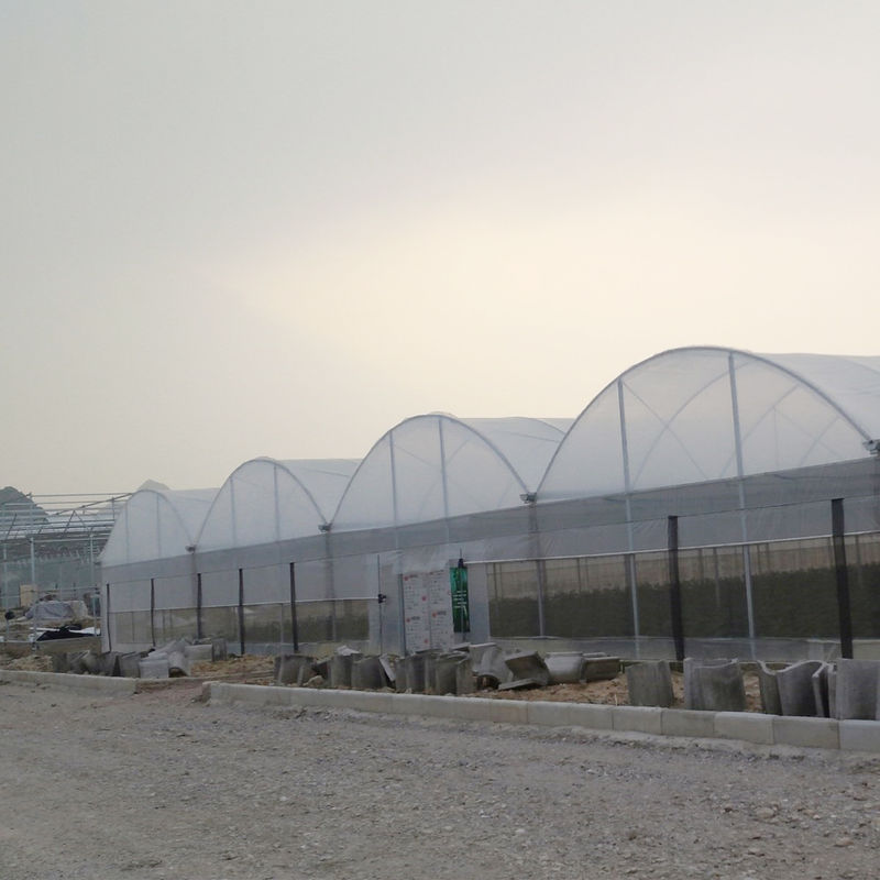 Commercial Polytunnel Multi-Span Greenhouse Modular Design Large-Scale Cultivation Galvanized Steel UV Film