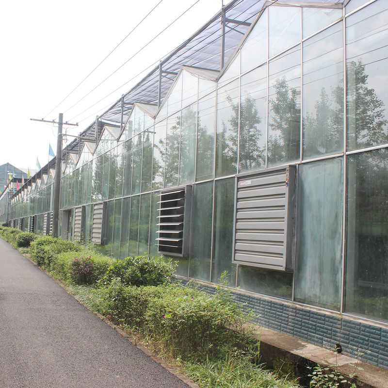 Agricultural Venlo Type Glass Greenhouse Dutch Engineering Galvanized Frame for Hydroponic