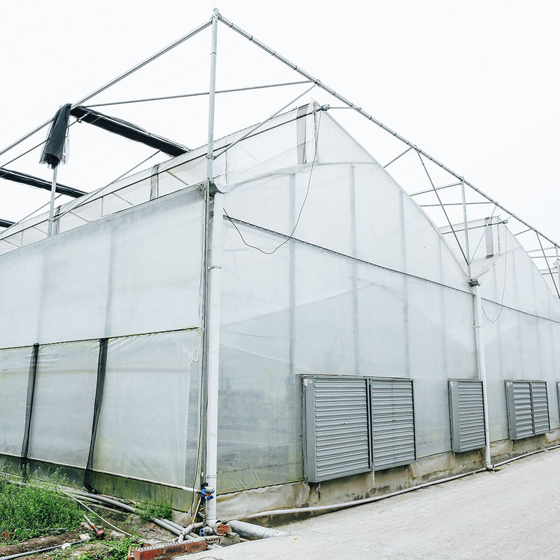 Multi-Span Poly Tunnel Greenhouse with Sawtooth Roof for Natural Ventilation and Light Diffusion
