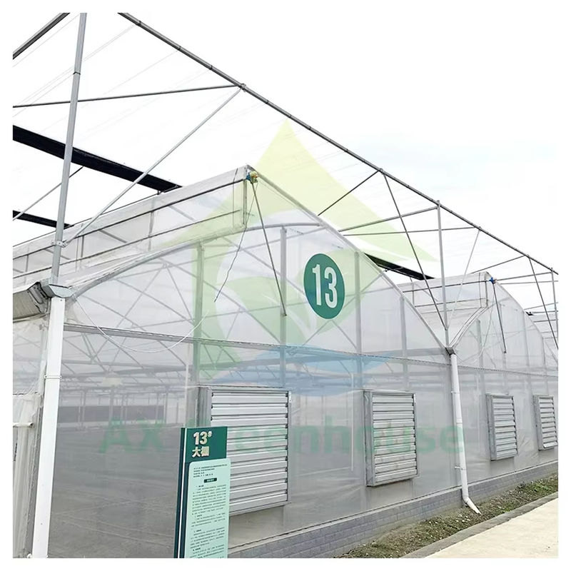 Multi-Span Poly Tunnel Greenhouse with Sawtooth Roof for Natural Ventilation and Light Diffusion